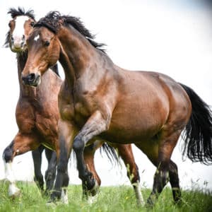 CBD Oil for Horses