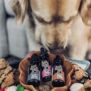 CBD Oil For Dogs