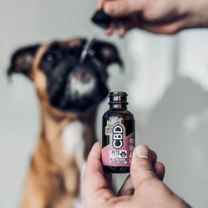 CBD Tincture for Dogs